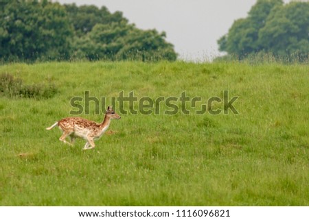Fallow deer at Charlecote Park, Warwickshire in spring