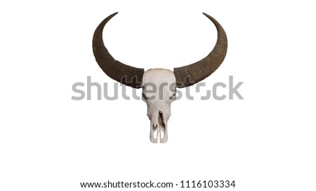 Head skull of buffalo isolated on white background  with clipping path.