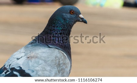 Pigeon Close-up at the Beach