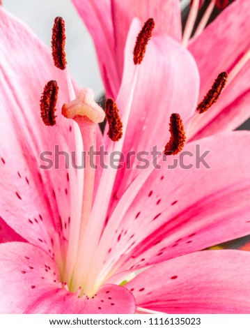 Beautiful lily flower, joy of lines, shapes and colors