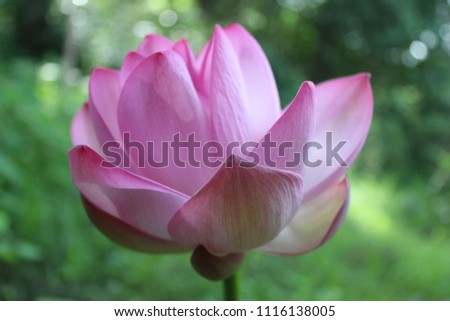 blooming pink lotus flower in summer pond with blured green leaves as background