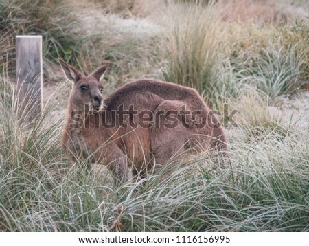 Kangaroo eating grass, Jervis Bay, Australia