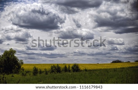 On a sunny July afternoon, white fluffy clouds over a large field of sunflowers.