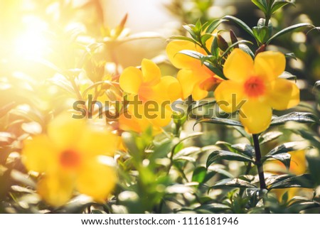 yellow flower and sunset 