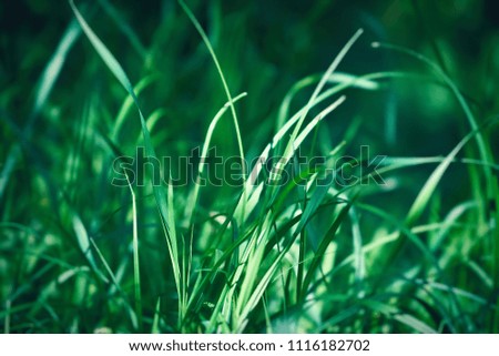Green grass close-up background texture, natural concept, dark green color sun shining 