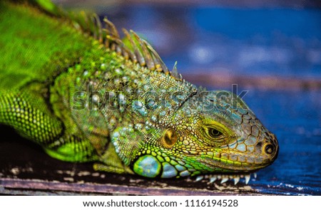 Selected focus close up view of Green Iguana relax on wooden floor for show its scale.