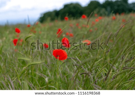 red poppies in poppy field in the English Cotswolds