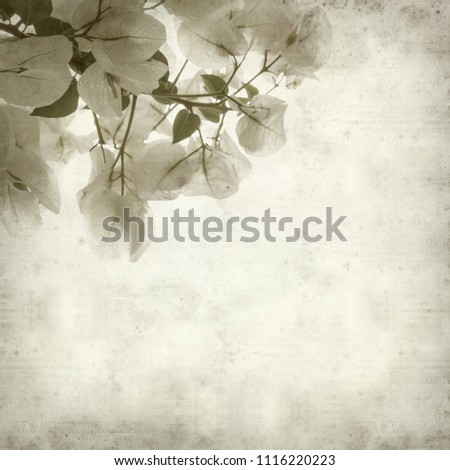 textured old paper background with  white Bougainvillea flowers