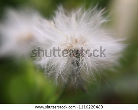 close up or macro shot of white flower with green background