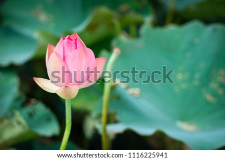 Lotus Flower from Guanyin District, Taoyuan, Taiwan.