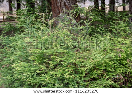 Redwood clones at the bottom of a redwood tree 