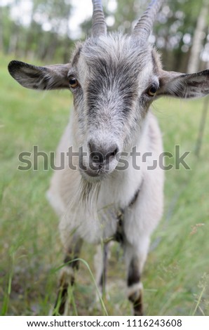 A gray goat with horns grazing in the meadow and looking