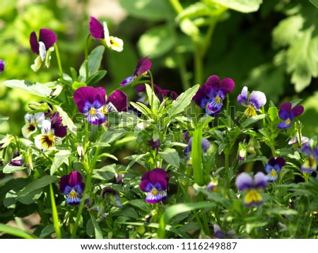 Viola tricolor. Flowers. Also known as Johnny Jump up, heartsease, heart's ease, heart's delight, tickle-my-fancy, Jack-jump-up-and-kiss-me, come-and-cuddle-me, three faces in a hood, love-in-idleness