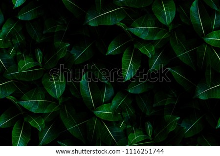 Shape and pattern of freshness green leaves for the natural background and wallpaper Royalty-Free Stock Photo #1116251744
