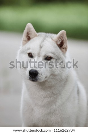 Portrait of a beautiful gray Siberian husky on the background of a field and green grass. Portrait of a dog on a natural background.