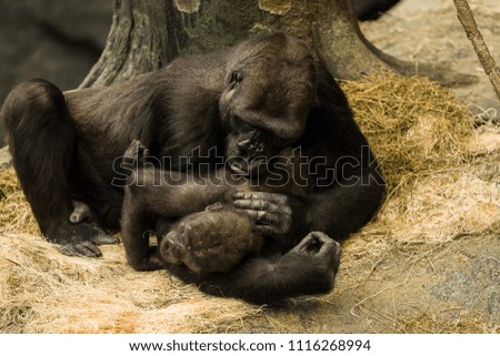 A mother gorilla laying down with her infant.