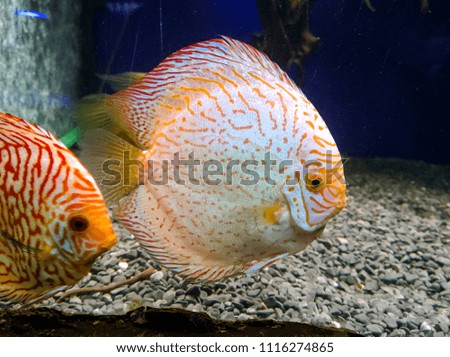 Discus Red pigeon family of cichlids in a freshwater aquarium