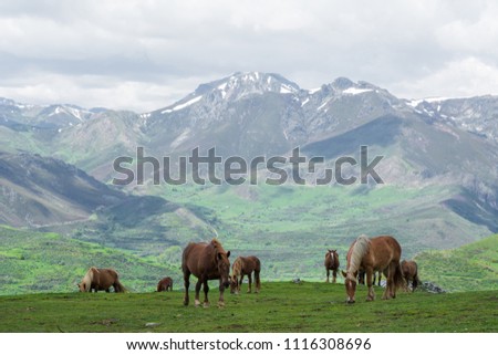 Penha Ubinha, Leon, Spain - June, 2018: Horses in Penha Ubinha valley. Penha Ubinha is, with 2,417 meters of height, one of the highest mountains of the Cantabrian mountain range, and it is also