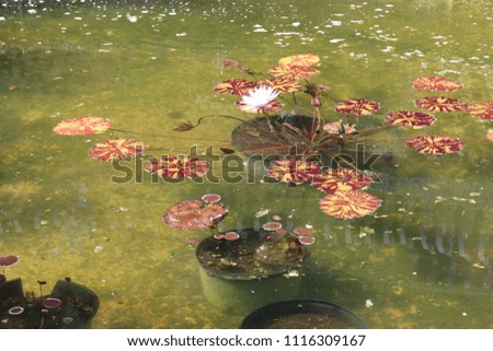 pond of lily pads