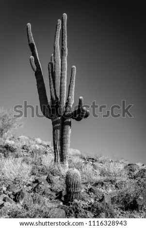 Saguaro in the Sonora Desert