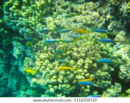 Small tropical fish shoal on coral reefs underwater world flora and fauna of the Red Sea