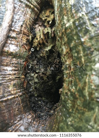 Worm hole in tree trunk