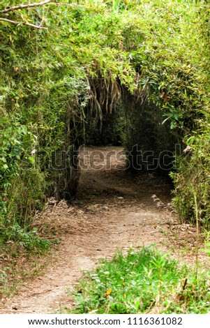 trail in the arvi park mountain forest- tunnel