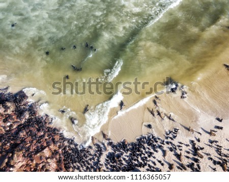 Sea Lion Colony in Namibia taken in January 2018