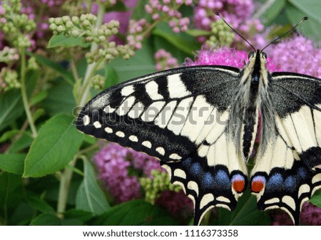 butterfly on flowers. butterfly machaon on a flowering meadow. close up.