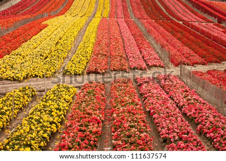 A full-frame image of a cultivated flower field, near Salinas, California.