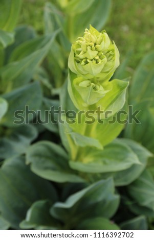 Close up outdoor view from above of Gentiana lutea plant, also called great yellow gentian, Gentianaceae family. Pattern of broad lanceolate to elliptic green leaves. Picture taken in Vosges, France.