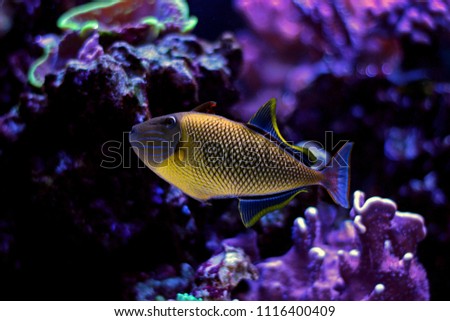 Crosshatch Triggerfish (Xanthichthys mento) 