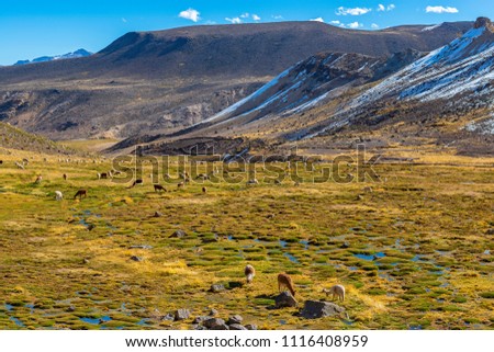 Hundreds of Alpacas and Llamas grazing in a fertile valley inside the National Reserve of Salinas y Aguada Blanca near the Colca Canyon at high altitude in the Andes Mountain Range, Arequipa, Peru.
