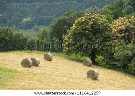 Drying and harvesting of hay in the mountains - hay rolls - hay bales