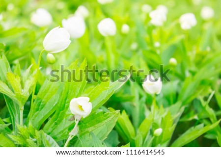 Little tender white flowers blossom in the garden