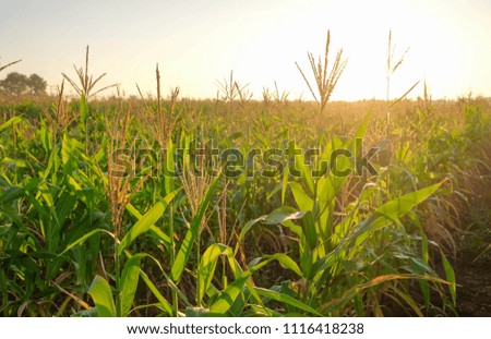 a front selective focus picture of organic corn field at agriculture farm. 