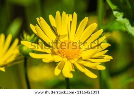 Flower in sunlight