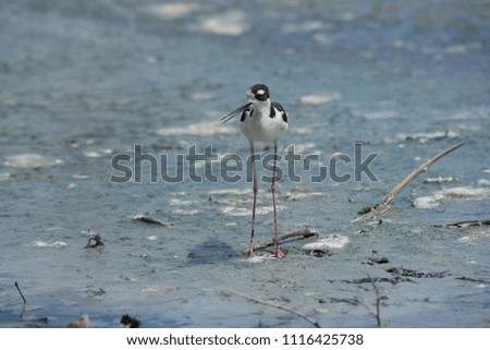 Black-necked Stilt in pond or nesting with chicks