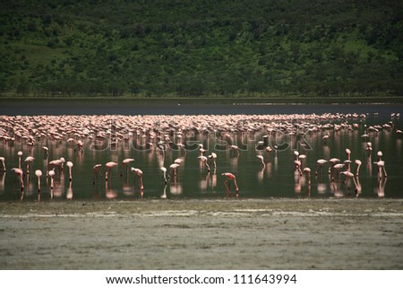 Hundreds of Flamingos on Lake Nakuru Kenya Africa