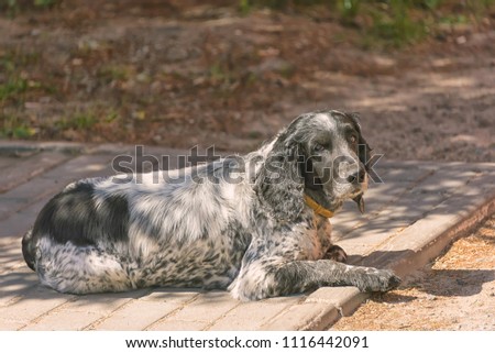 shaggy spaniel waiting for the owner on the street, in the summer sun, a lost animal