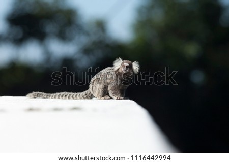 Sagui monkey on concrete ledge in Rio de Janeiro in the sun showing its typical hair due with blurred natural background looking up to the distance