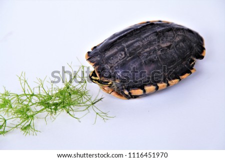 Close up Thai turtles on white background,A turtle eating grass,Box Turtle Pair