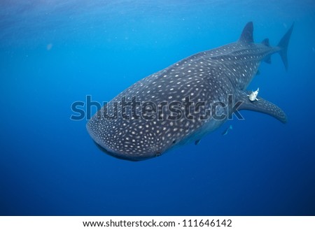 Large Whale shark (Rhincodon typus) glides gracefully underwater as it feeds on plankton off of mexico.