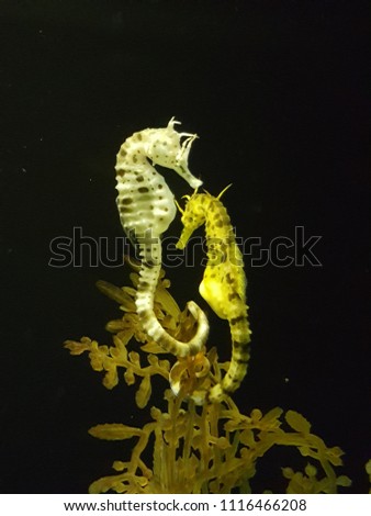 Seahorse (Hippocampus) swimming.Fair in blurred,Soft focus,Select focus