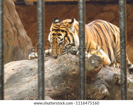 Tiger in the cage.