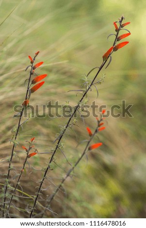 orange wild flowers