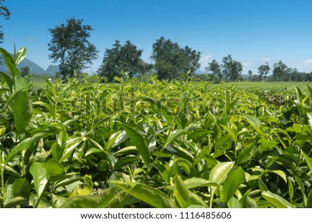 Tea hill, Tea plantation, green landscape background, green leaf in Thanh Son district, Phu Tho province, Vietnam