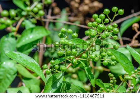 Henna (Lawsonia inermis) ; Bunch of young green fruits at end branch, spherical shape with seeds inside, will turn to brown & cracked when cooked. Used as herbal hair dye. close up, natural sunlight.