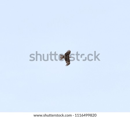 Falcon in flight over natural blue sky background
