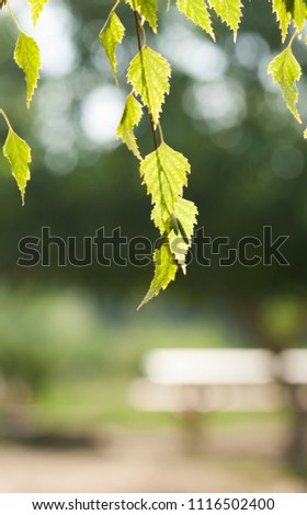 Vertical view of spring leaves texture or background